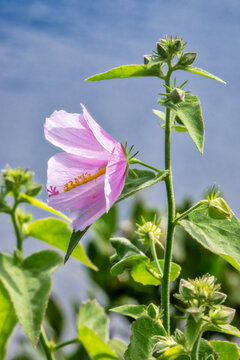 Pink saltmarsh mallow