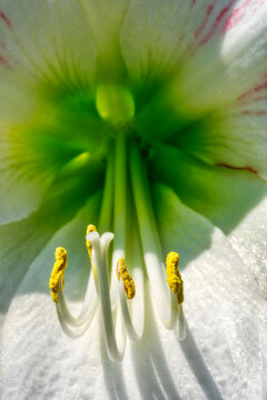 White amaryllis