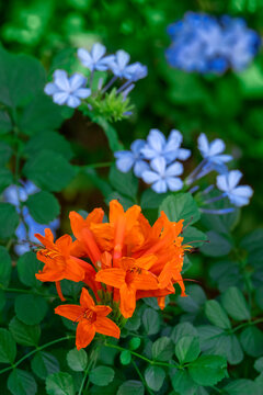 Cape Honeysuckle and plumbago in garden