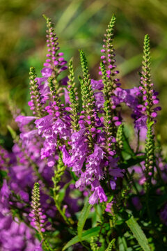 Obedient Plant