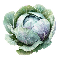 Fototapeta premium A fresh green cabbage with textured leaves, perfect for healthy recipes and vegetable illustrations. isolated on a white background, transparent background.