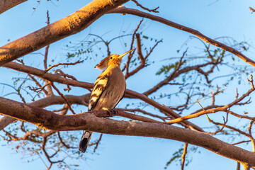 Eurasian Hoopoe, Upupa epops, on a dry tree branch.