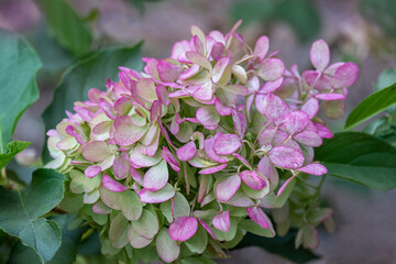 Mophead Hydrangea