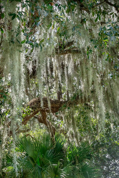 Spanish moss on a live oak tree