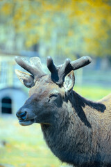 Deer - Funny Moments