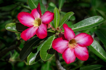 Desert rose
