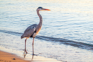 A heron hunting in the sea. Grey heron on the hunt