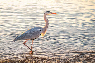 A heron hunting in the sea. Grey heron on the hunt