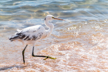 White Western Reef Heron (Egretta gularis) at Sharm el-Sheikh beach, Sinai, Egypt