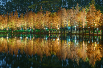 Night view of red foliage of larch by the lake in City Park