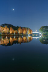 Night view of red foliage of larch by the lake in City Park