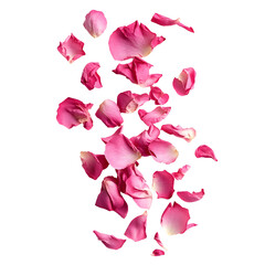 Fly pink rose petals isolated on transparent background