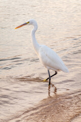 Great egret (Ardea alba), a medium-sized white heron fishing on the sea beach
