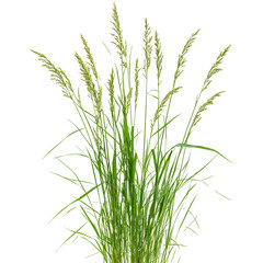 Naklejka premium Grass isolated on transparent background