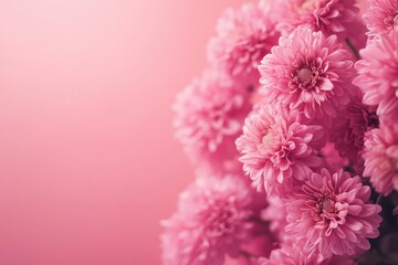 Obraz premium Fleurs ChrysanthÃ¨me pomponettes, copy-space with generative ai