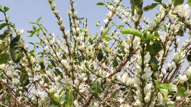 white flowers in the coffee plantation. Coffee flowering.
