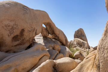 Arch Rock in Joshua Tree National Park, California, is a striking natural formation created by erosion, nestled among massive granite boulders in a desert landscape under a clear blue sky.