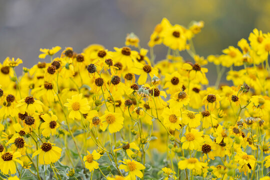 USA, Arizona, Picacho Peak State Park. Close-up of brittlebush flowers. 