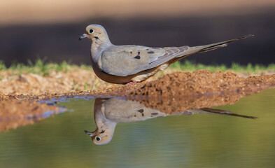 Mourning dove drinking from pond, USA, Arizona