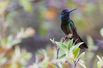 Rivoli's hummingbird, territory watch, Arizona, USA