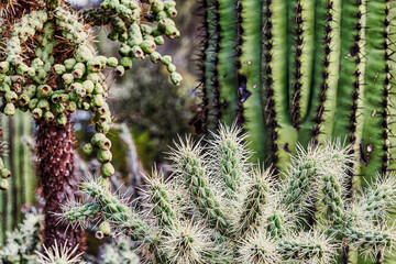 Saguaro National Park around Tucson, Arizona.