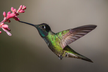 Rivoli's hummingbird foraging on yucca blooms, Arizona, USA