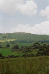 landscape with trees