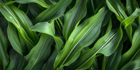 Vibrant green leaves of a plant