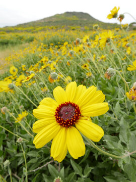 Giant coreopsis (Coreopsis gigantea), also known as Dr. Seuss plant blooming in Pt. Dune State Park, Santa Monica National Recreation Area, California
