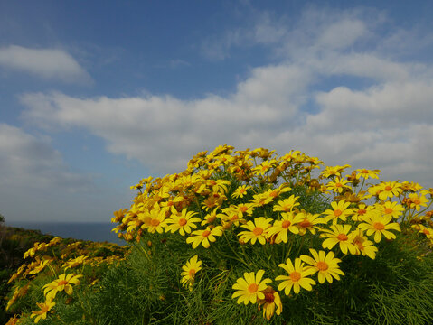 Giant coreopsis (Coreopsis gigantea), also known as Dr. Seuss plant blooming in Pt. Dune State Park, Santa Monica National Recreation Area, California