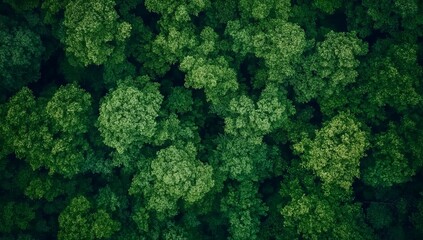 An aerial view of a dense forest canopy, showcasing the lush green foliage of countless trees.
