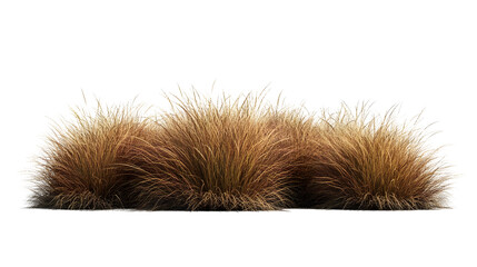 Three clumps of tall brown grass with reddish tones set isolated on a transparent background, PNG.