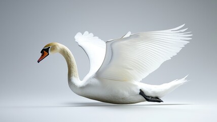 Obraz premium A graceful swan with outstretched wings, showcasing its elegance and beauty in a serene and minimalist setting.