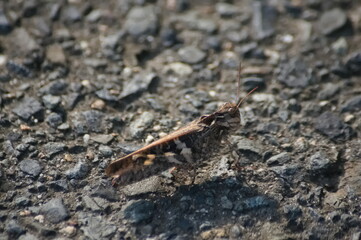 小石の上のバッタ