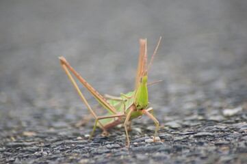  道ばたの小さな生命：ショウリョウバッタ