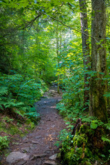 Obraz premium Walking trail in nature preserve of Delaware Water Gap National Recreation Area in Pennsylvania.