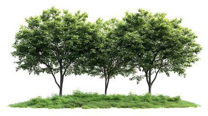 Fototapeta premium Three lush green trees with grass isolated on a transparent background.