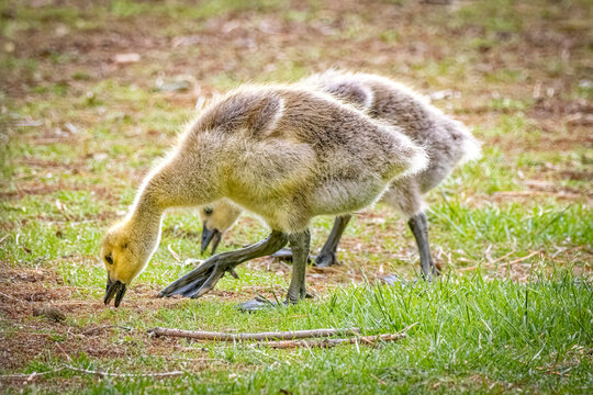 USA, Colorado, Fort Collins. Canada goose goslings on ground. 