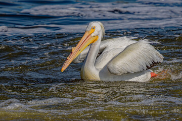 USA, Colorado, Fort Collins. American white pelican in water. 