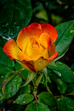 USA, Colorado, Fort Collins. Rose close-up. 