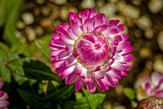 USA, Colorado, Fort Collins. Strawflower close-up. 