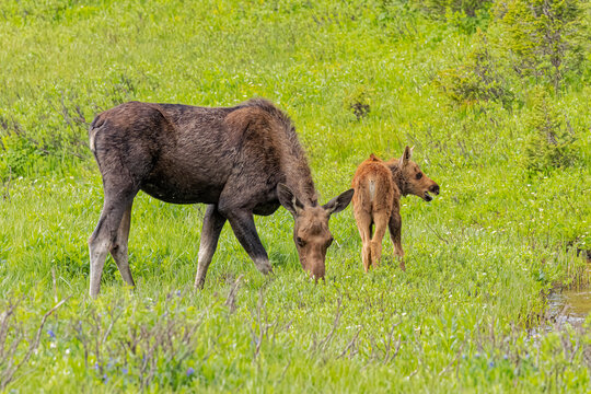 USA, Colorado, Cameron Pass. Close-up of moose mother and calf. 