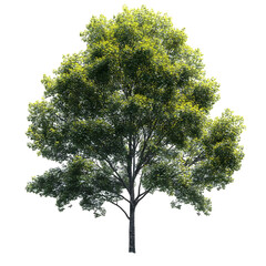 Fototapeta premium A single deciduous tree with green leaves isolated on transparent background, png format.