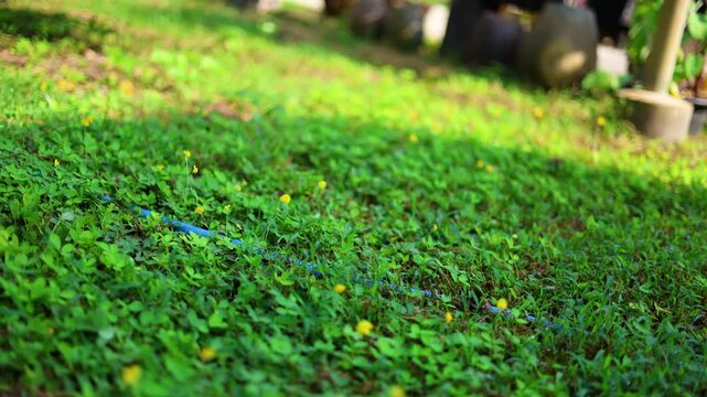 beautiful green background of Arachis Pintoi plant in the garden. Yellow flower.