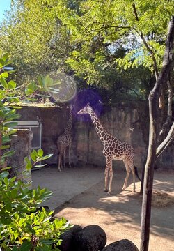 Giraffee