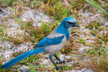Florida scrub jay, Florida
