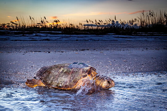 A loggerhead sea turtle crawls back into the water with an attached satellite transmitter.