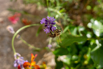 Bee pollinating a lavender flower in the garden. Close-up with blurred background 