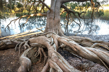 USA, Georgia. Mature tree in Skidaway Island State Park, near Savannah