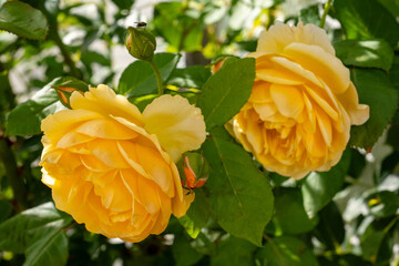 Close-up of the beautiful yellow shrub rose variety 'Golden Celebration', syn. 'Ausgold'. Excellent...
